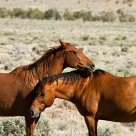 Brumby affection I